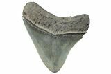 Serrated, Fossil Megalodon Tooth - South Carolina #289259-1